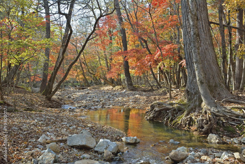 Autumn woodsy river 11