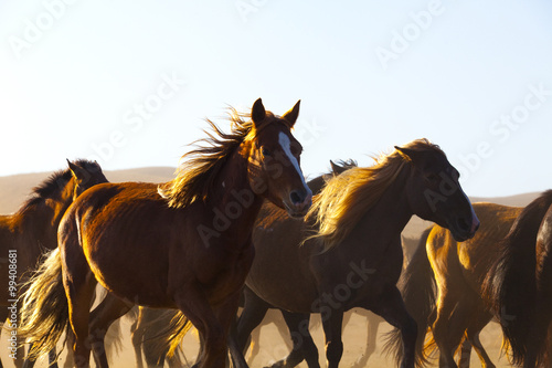 Herd of horse running in field