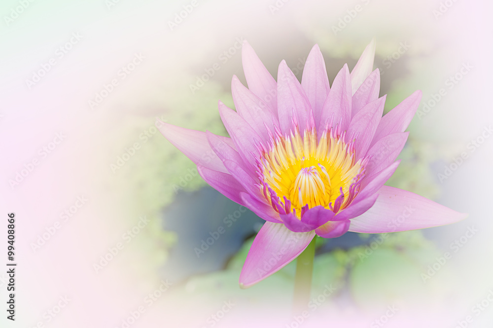 bloom lotus flower bloom lotus flower