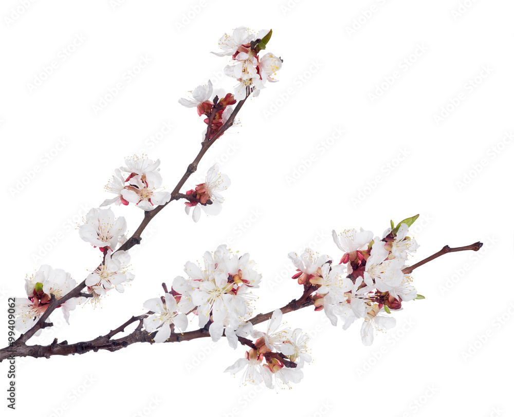 white sakura blooms on two dark brown branches white sakura blooms on two dark brown branches