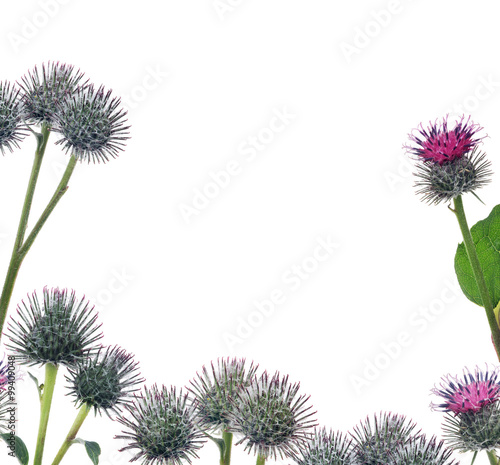 half frame from greater burdock flowers isolated on white