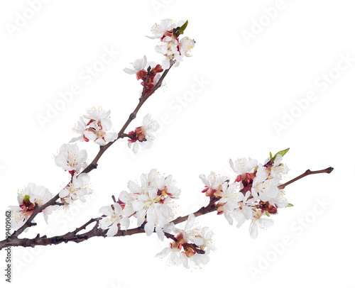 white sakura blooms on two dark brown branches