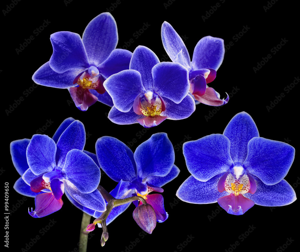Blue Neon Orchid Flowers Glowing Dark Stock Photo 1330006229