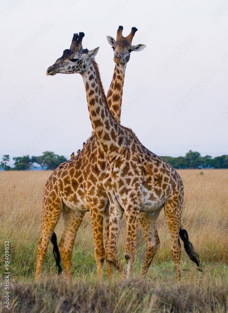 Obraz premium Two giraffes in savanna. Kenya. Tanzania. East Africa. An excellent illustration.