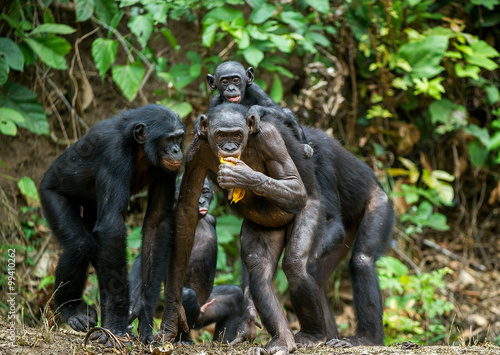 Obraz na plátně Portrait of family of a Chimpanzee bonobo ( Pan paniscus).