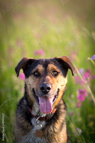 Dog on meadow