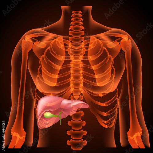  medical structure of the liver