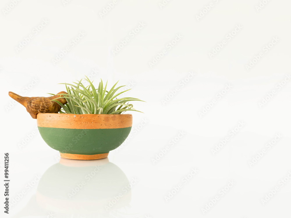 The small potted plants The small potted plants