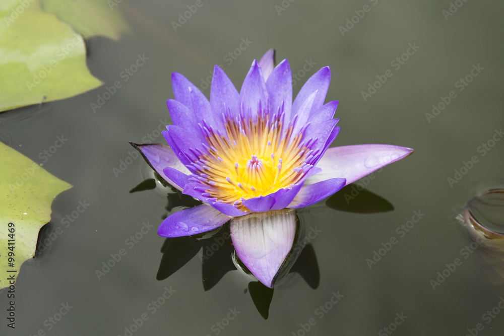 Purple water lilly or lotus