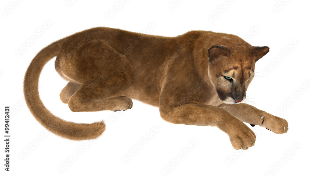 Obraz premium Big Cat Puma