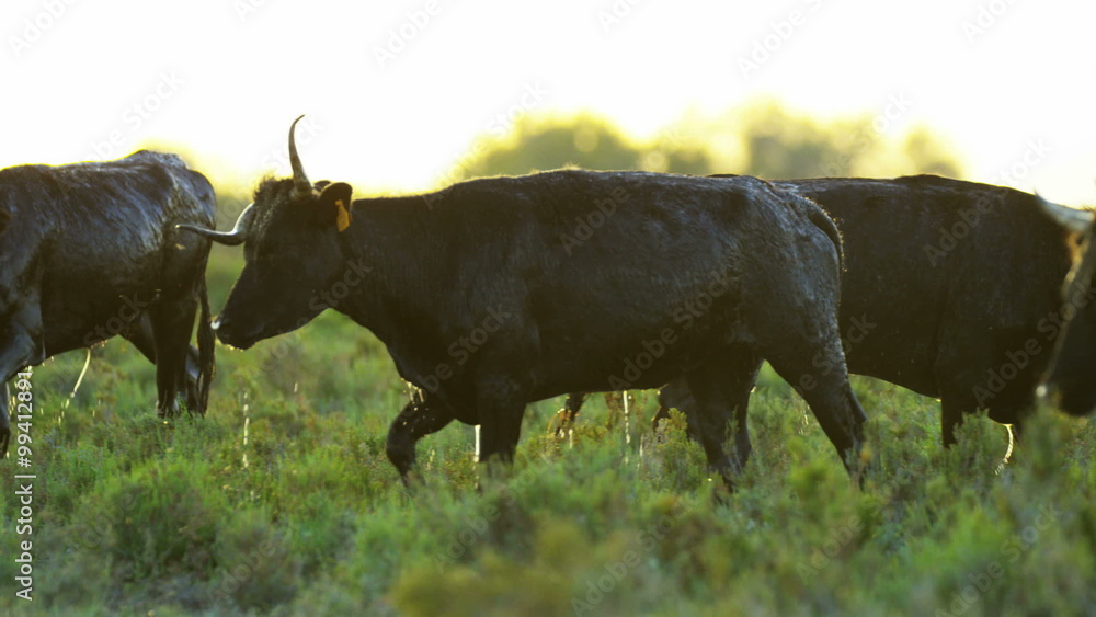 France cowboy Camargue bull animal wild black horse water France cowboy Camargue bull animal wild black horse water