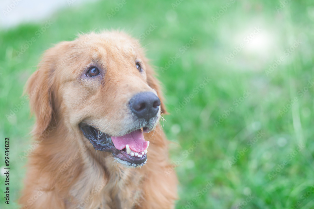 golden retriever dog