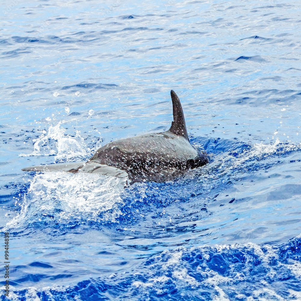 Fototapeta premium Dolphin