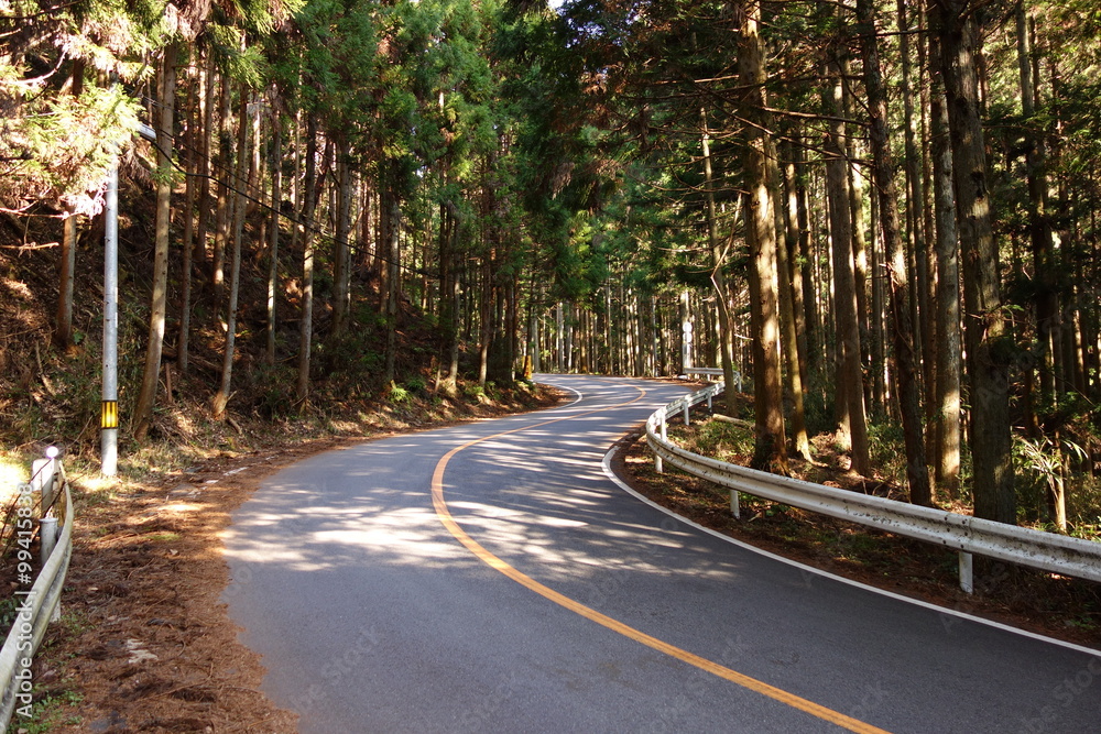 Obraz premium S-shaped corner of the forest of conifers