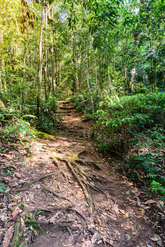 Nature trail for cycling and walking in Phu Kradueng national park in Loei, Thailand.