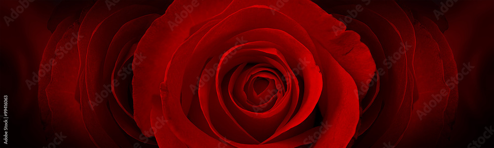 Obraz premium tło czerwone róże kwiat