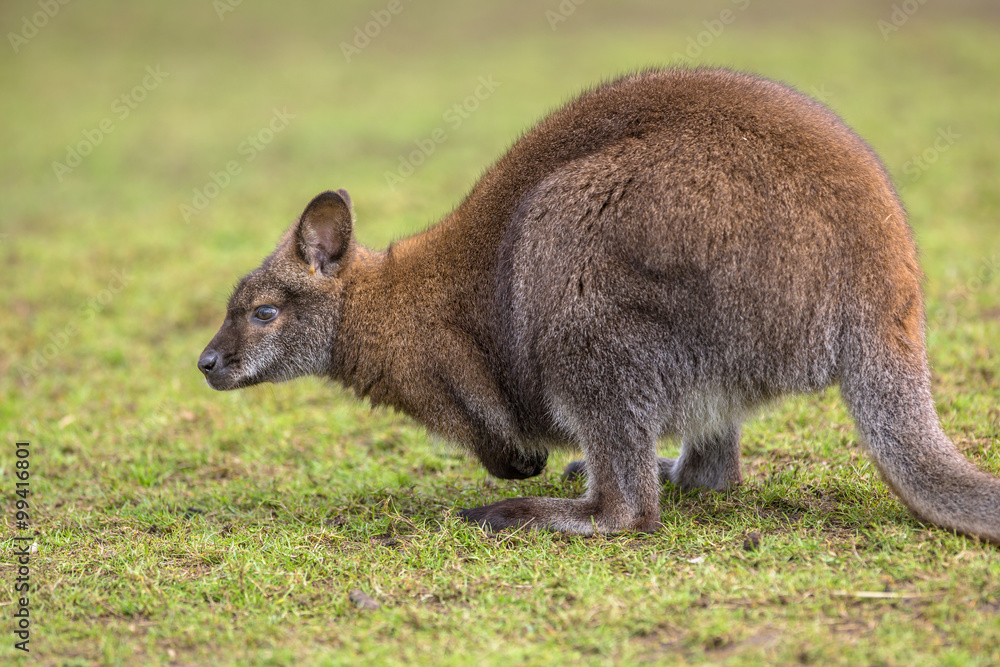 Foraging Bennet Wallaby