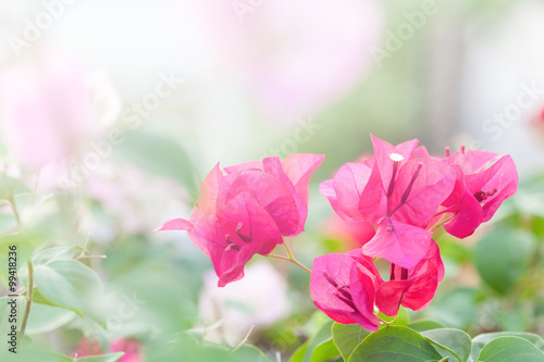 bougainvillea flower