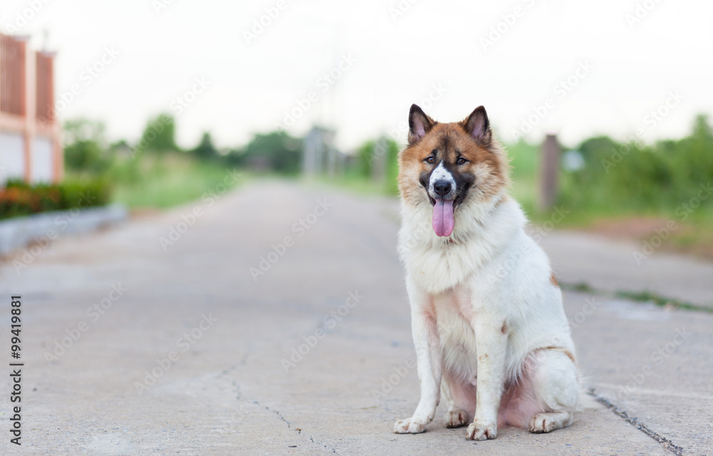 thai dog relaxing