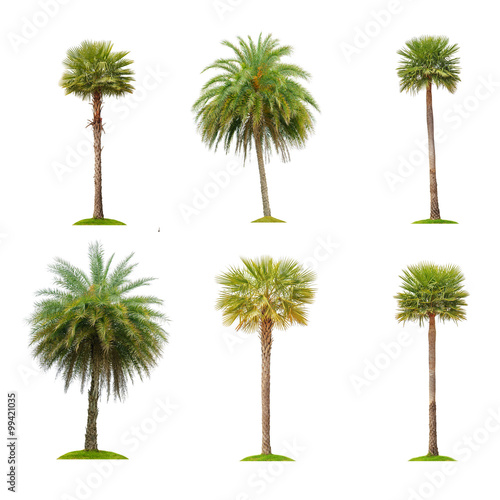 Six betel palm tree isolated on white