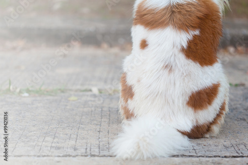 dog fur
