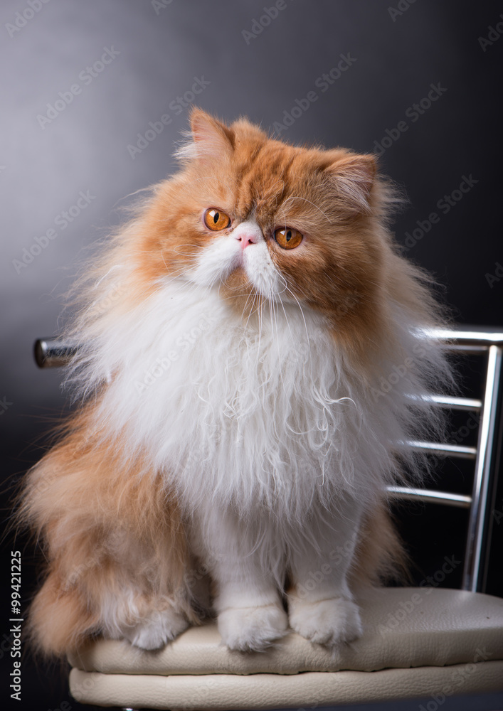 Red big persian cat costs on dark background Stock Photo | Adobe Stock