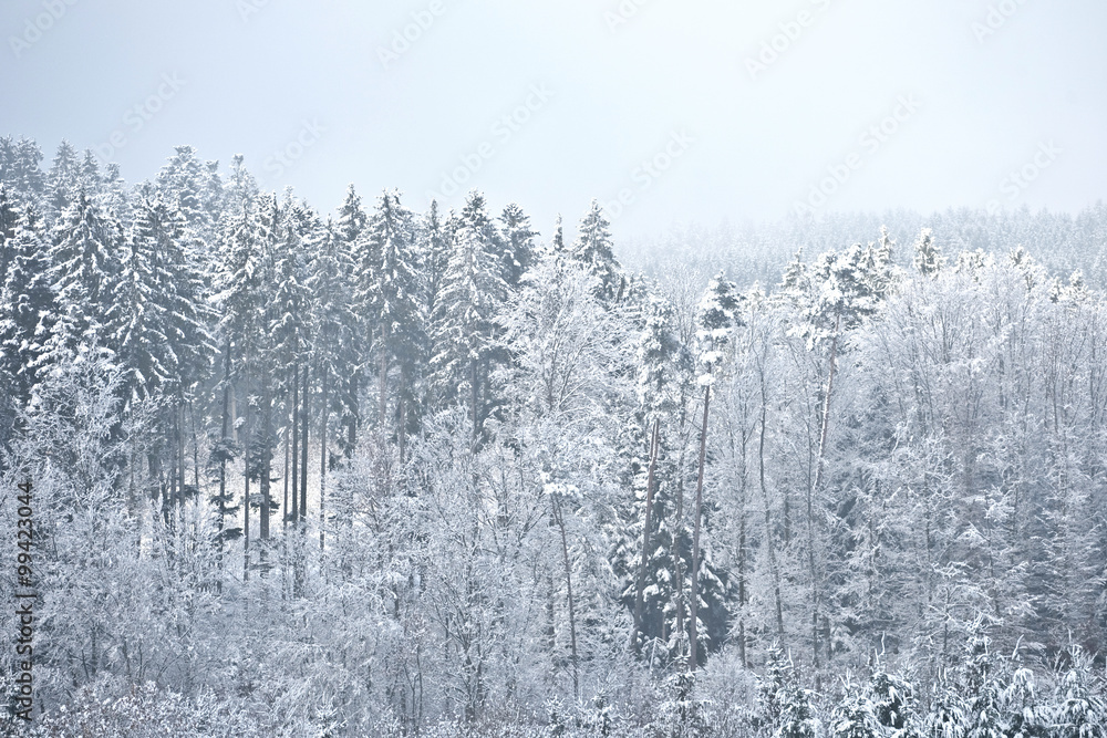 Winter im Schwarzwald Winter im Schwarzwald