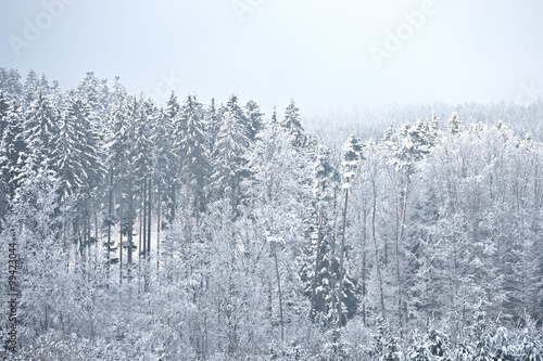 Winter im Schwarzwald © Jana Behr