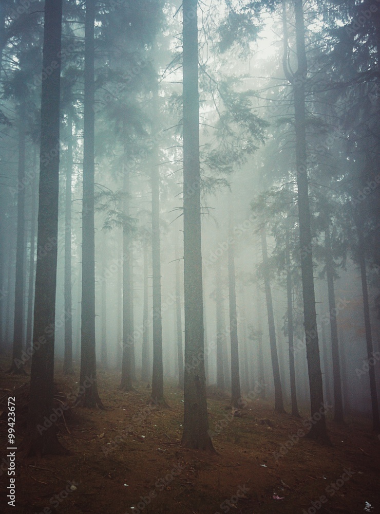 Naklejka premium Fog in the forest