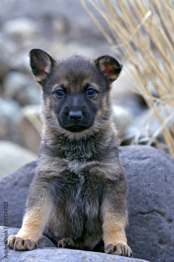 German Shepherd puppy few weeks, standing on rock, watching German Shepherd puppy few weeks, standing on rock, watching
