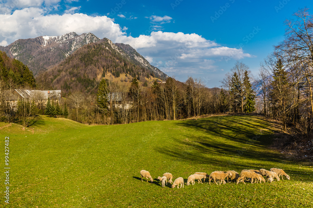 Flock Of Sheeps On The Field-Slovenia,Europe