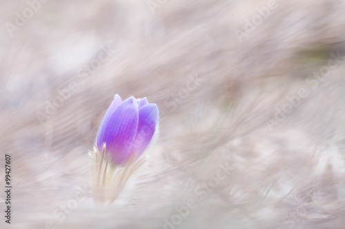 Pasque flower in dry grass © losonsky