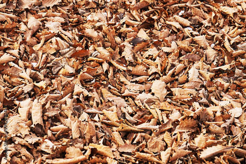 Colorful background of autumn oak leaves.