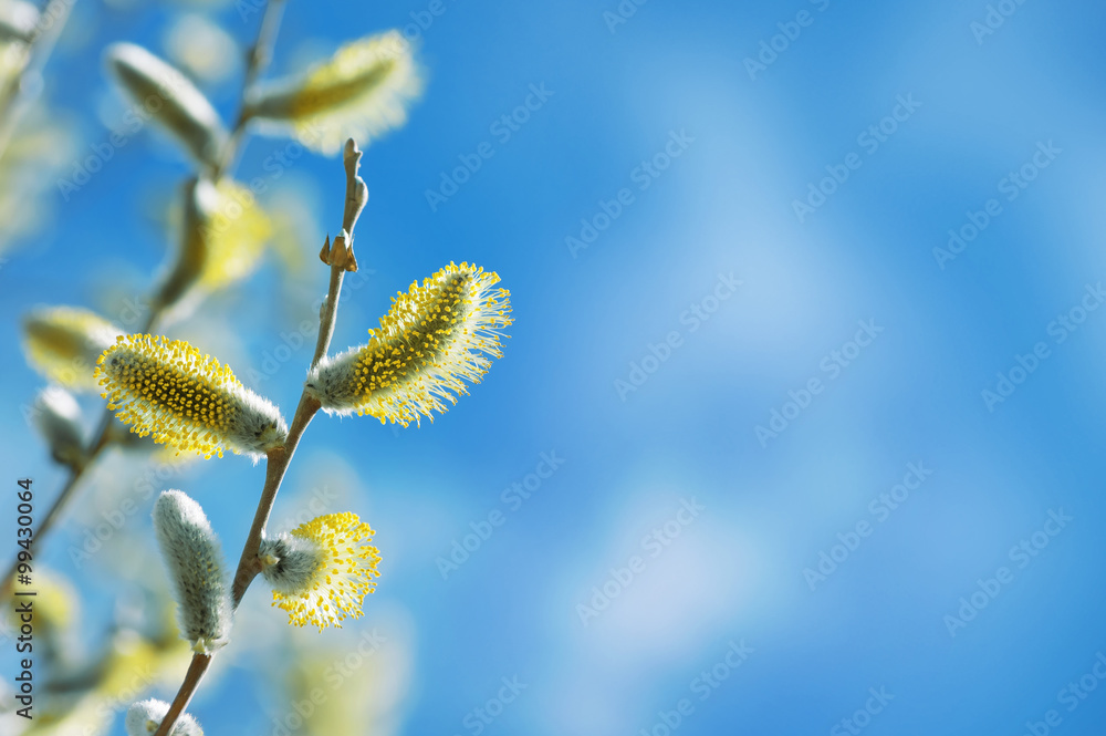 Fototapeta premium Branch of blossoming willow against the blue sky