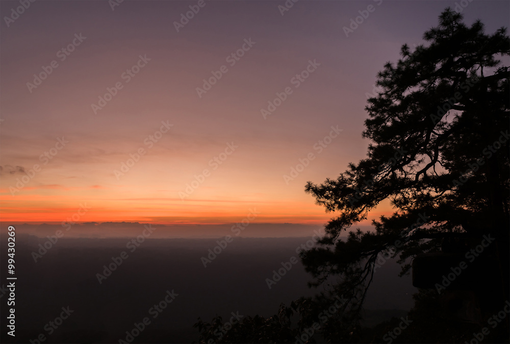Scenery of sunset sky with silhouette of pine trees.