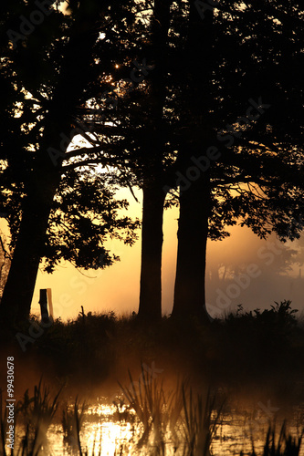 Fototapet Baumsilhouetten bei Sonnenaufgang