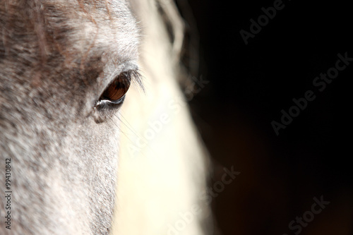 Fototapeta Naklejka Na Ścianę i Meble -  Pferdeauge