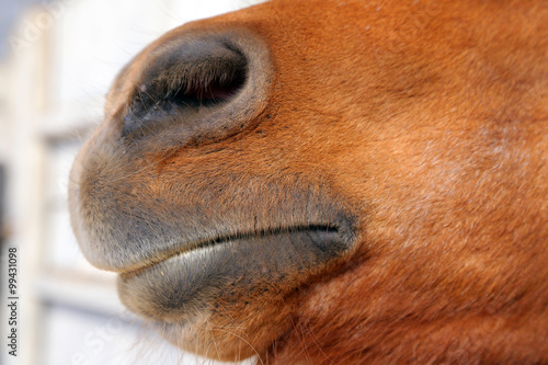 An abstract shot of the muzzle of a horse with blur backgruound