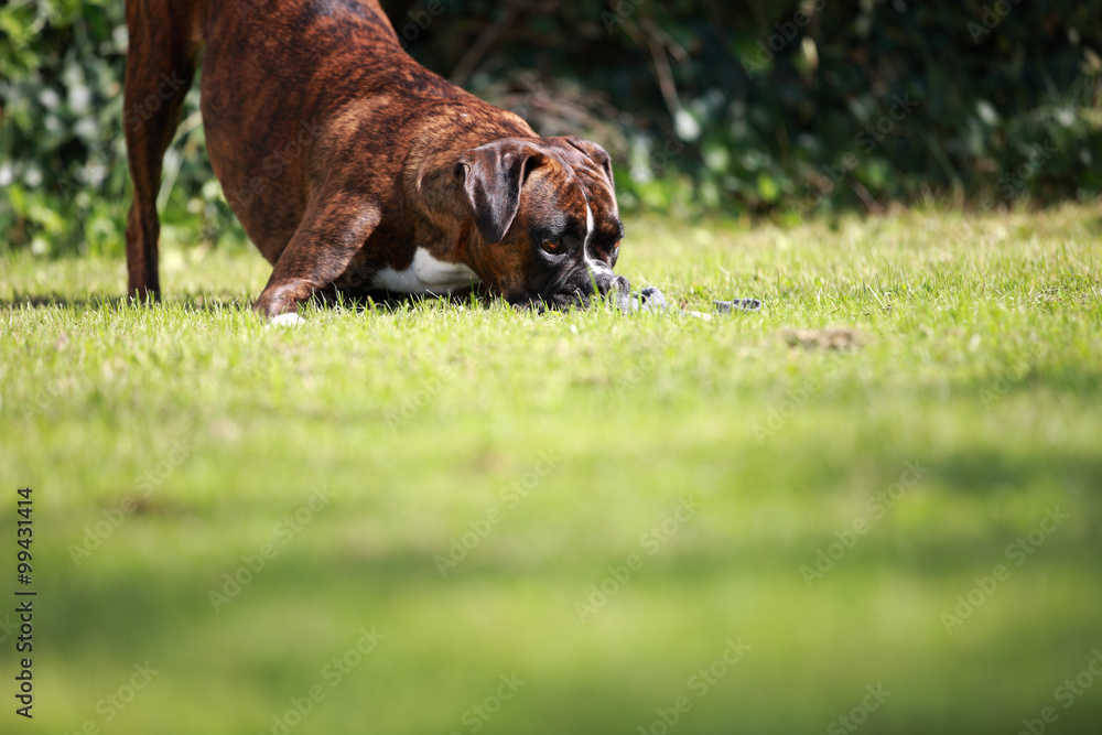 verspielter Deutscher Boxer