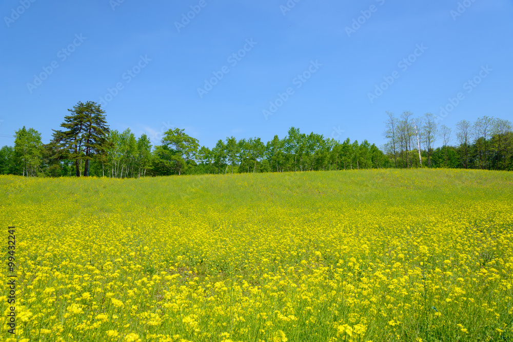 Field mustard at Nakayama highlands in Omachi, Nagano, Japan Field mustard at Nakayama highlands in Omachi, Nagano, Japan