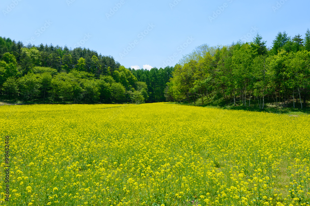 Field mustard at Nakayama highlands in Omachi, Nagano, Japan Field mustard at Nakayama highlands in Omachi, Nagano, Japan