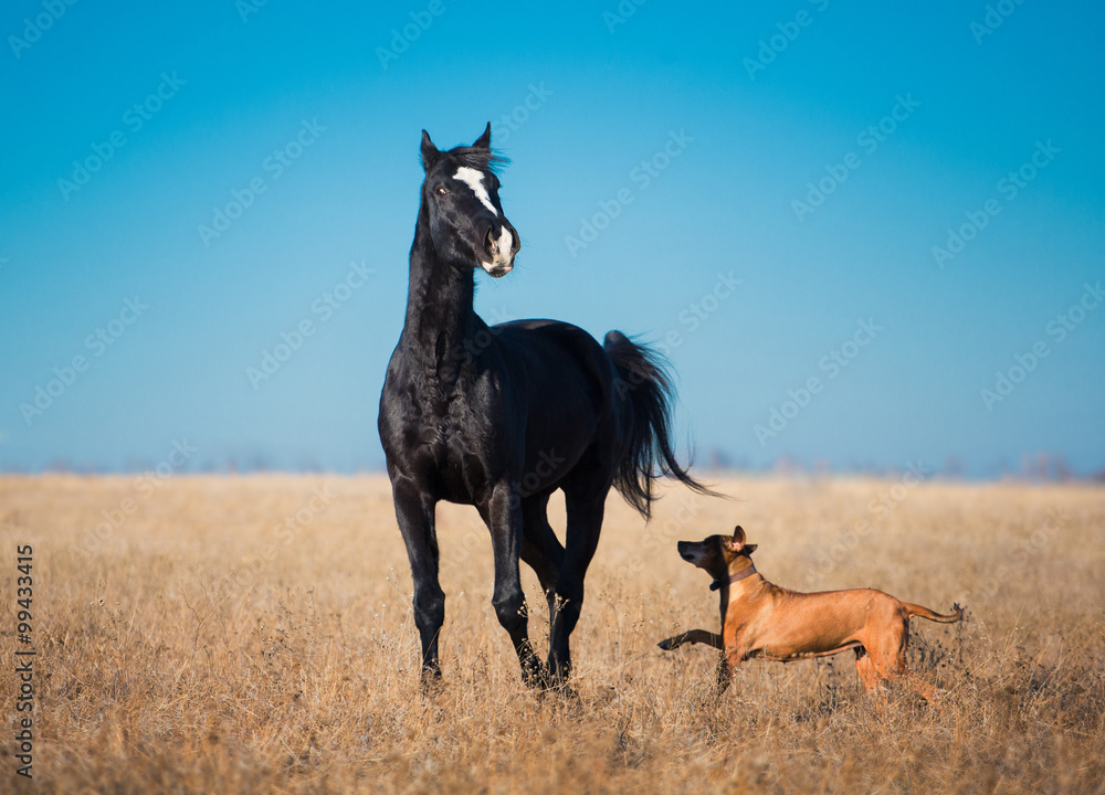 Black horse stay in the yellow field with the tall grass