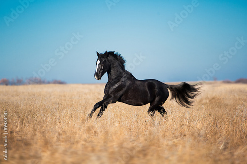 Black horse stay in the yellow field with the tall grass
