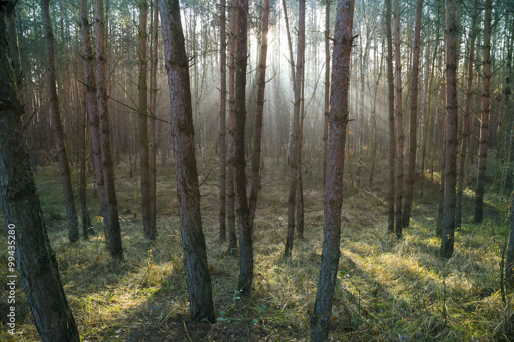 Sunshine in the forest