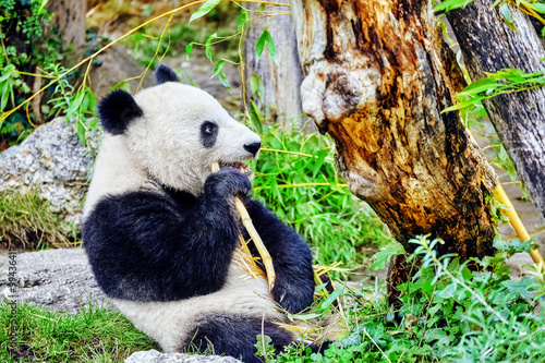 Fototapeta Naklejka Na Ścianę i Meble -  Cute bear panda actively chew a green bamboo sprout.