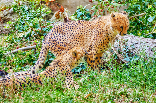 Couple of Cheetah (Acinonyx jubatus) is a big cat in the subfami