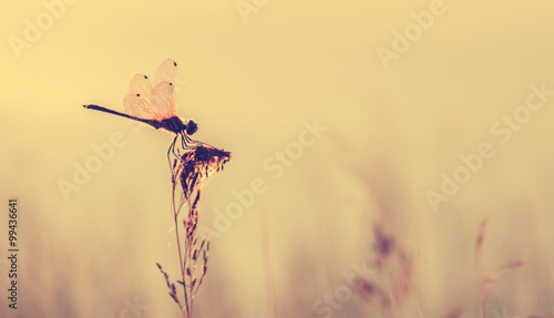 retro styled of dragonfly on grass