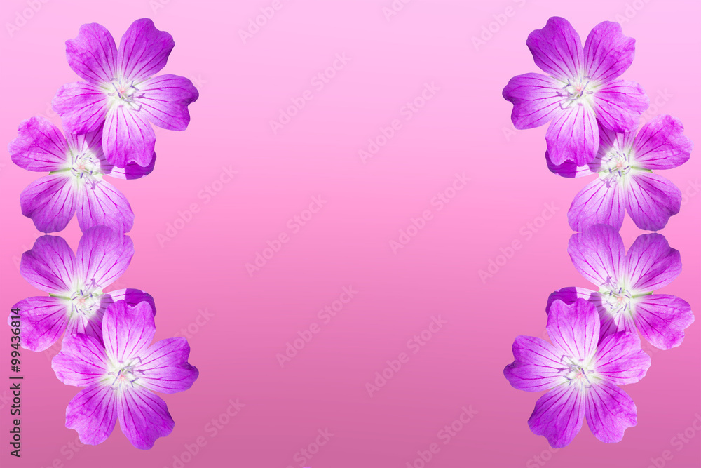 isolated on pink background frame from flowers woodland geranium.  Copy space. Free space for text