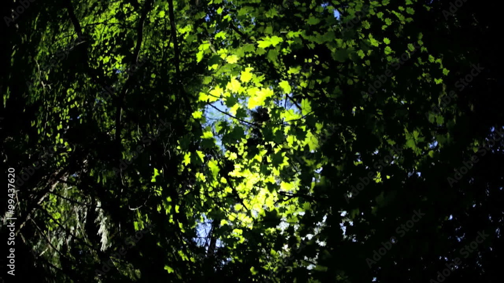 Environment canopy green leaf trees sunlight nature rural forest Environment canopy green leaf trees sunlight nature rural forest