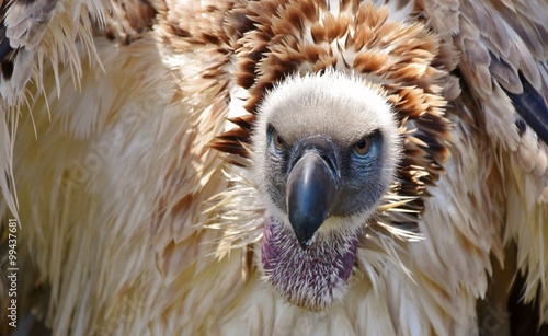 large Cape vulture photo